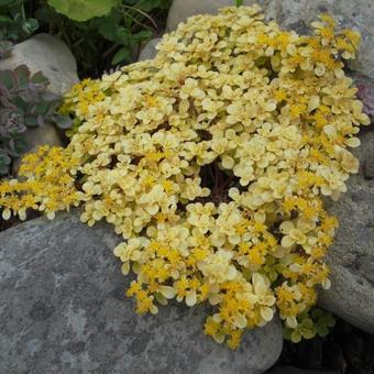 Sedum makinoi 'Ogon'