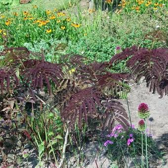 Albizia julibrissin 'Summer Chocolate'