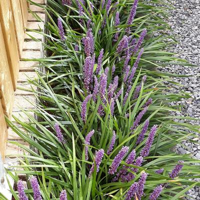 Liriope muscari 'Ingwersen'