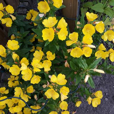 Oenothera fruticosa 'Fyrverkeri' - 