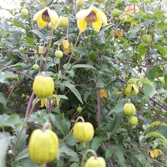 Clematis tangutica 'Lambton Park'