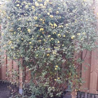 Clematis tangutica 'Lambton Park'