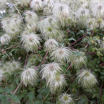 Clematis tangutica 'Lambton Park'