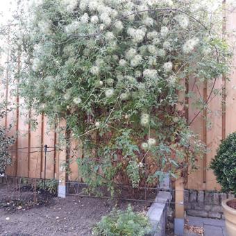 Clematis tangutica 'Lambton Park'