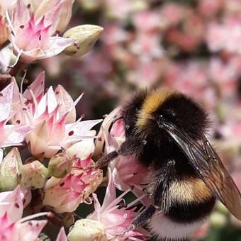 Sedum 'Matrona'