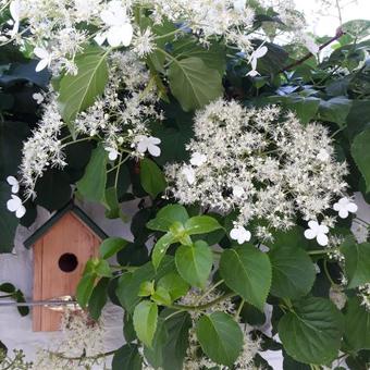 Hydrangea anomala subsp. petiolaris