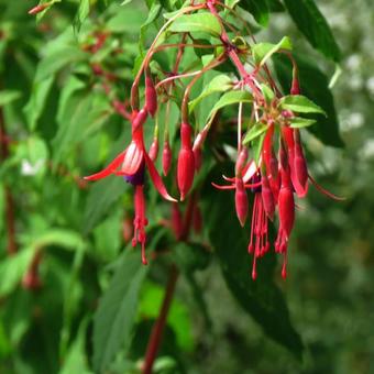 Fuchsia magellanica 'Riccartonii'