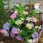 Hydrangea macrophylla 'MAGICAL Four Seasons' - 