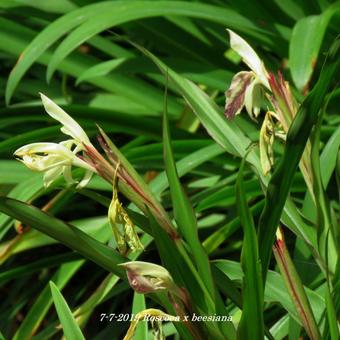 Roscoea x beesiana