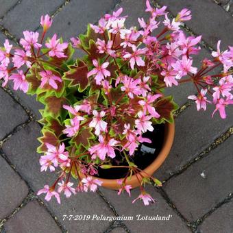 Pelargonium 'Lotusland' (Stellar type)