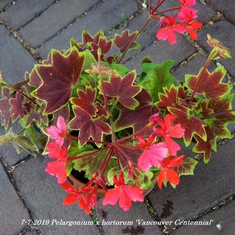 Pelargonium x hortorum 'Vancouver Centennial' (stellar type)