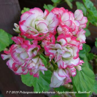 Pelargonium x hortorum 'Appleblossom Rosebud'