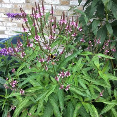 Verbena hastata 'Rosea' - Verbena hastata 'Rosea'