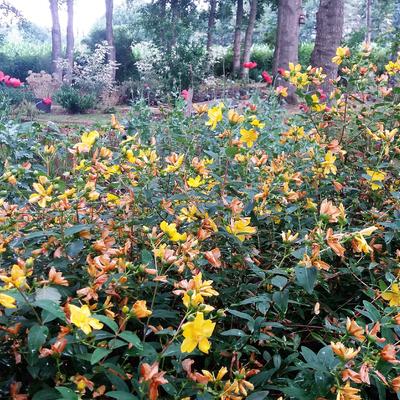 Hypericum x hidcoteense 'Hidcote' - Hypericum x hidcoteense 'Hidcote'