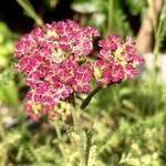 Achillea Millefolium 'DESERT EVE Deep Rose' - 