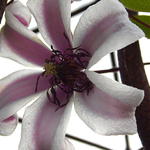 Clematis texensis 'Princess Kate' - 