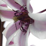 Clematis texensis 'Princess Kate' - 