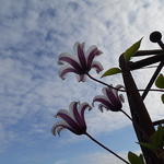 Clematis texensis 'Princess Kate' - 