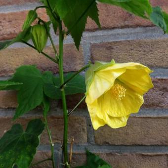 Abutilon