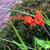 Crocosmia hybride