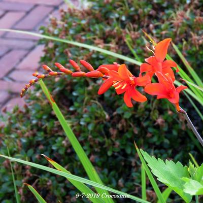 Crocosmia hybride - 