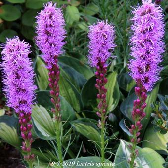 Liatris spicata