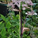 Angelica sylvestris 'Vicar's Mead' - Angelica sylvestris 'Vicar's Mead'