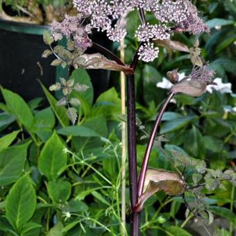 Angelica sylvestris 'Vicar's Mead'