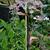 Angelica sylvestris 'Vicar's Mead'