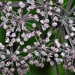 Angelica sylvestris 'Vicar's Mead' - Angelica sylvestris 'Vicar's Mead'