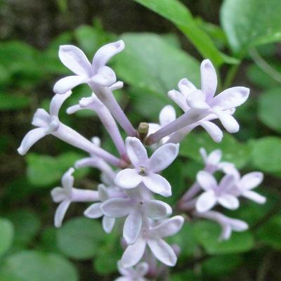 Syringa pubescens subsp. microphylla 'Superba' - LILAS DE CHINE, LILAS SUPERBE, - Syringa pubescens subsp. microphylla 'Superba'