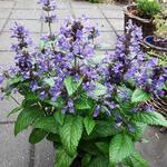 Nepeta nervosa 'Neptune'