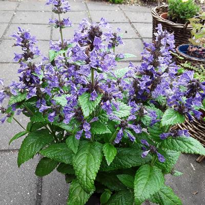 Nepeta nervosa 'Neptune' - Nepeta nervosa 'Neptune'