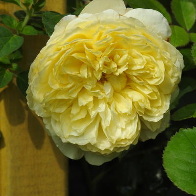 Rosa 'The Pilgrim' - 