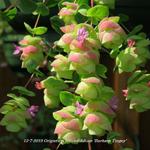 Origanum rotundifolium 'Barbara Tingey' - 