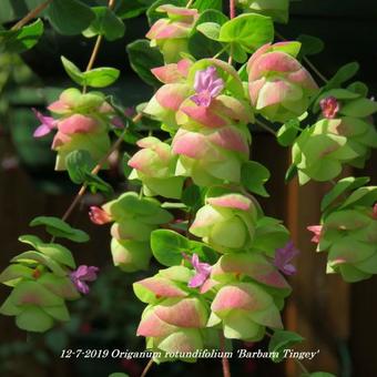 Origanum rotundifolium 'Barbara Tingey'