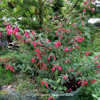 Fuchsia 'Bernisser Hardy'