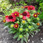 Gaillardia aristata 'SPINTOP Red' - 