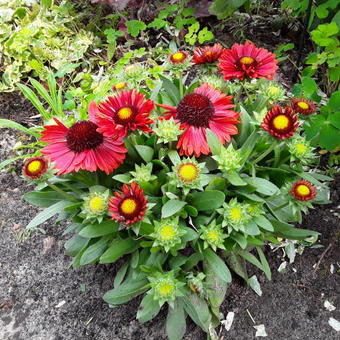 Gaillardia aristata 'SPINTOP Red'