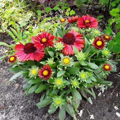 Gaillardia aristata 'SPINTOP Red' - 