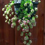 Origanum rotundifolium 'Barbara Tingey' - 