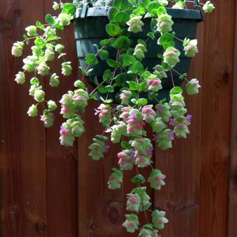 Origanum rotundifolium 'Barbara Tingey'