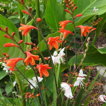 Crocosmia hybride