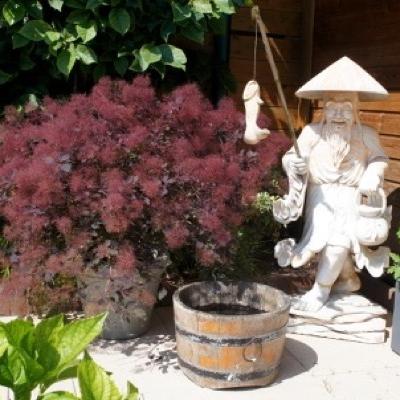 Cotinus coggygria 'Dusky Maiden' - Cotinus coggygria 'Dusky Maiden'