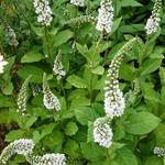 Lysimachia fortunei 'Candela' - 