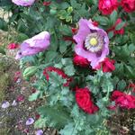 Papaver somniferum 'Single Lilac' - 