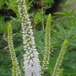 Veronica longifolia 'Alba' - 