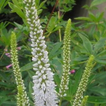 Veronica longifolia 'Alba'