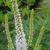 Veronica longifolia 'Alba'