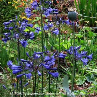 Agapanthus campanulatus 'Oxford Blue'